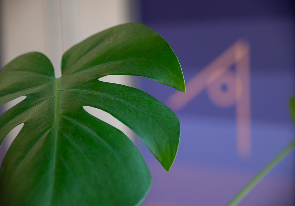 one degree north logo in the background with close up of a cheese plant in the foreground